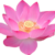 淑敏的头像