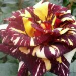 🤙于飞(化名)的头像