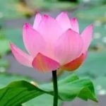 小邂的头像