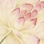 艾莉思的头像